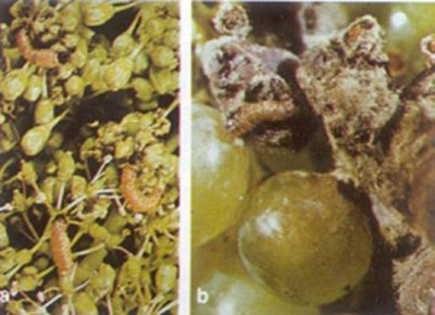 Salkım güvesinin larvasının a) Çiçek salkımı b) Olgun tane üzerinde beslenmesi